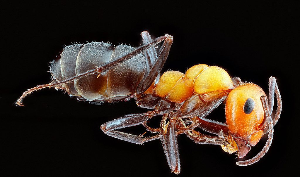 Ant Control service in Rowlett, TX