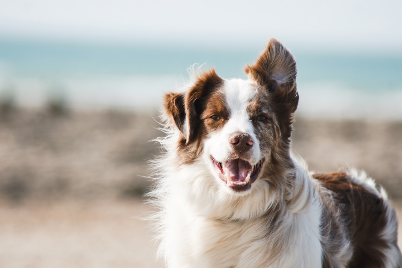 Flea & Tick Control service in Rowlett, TX