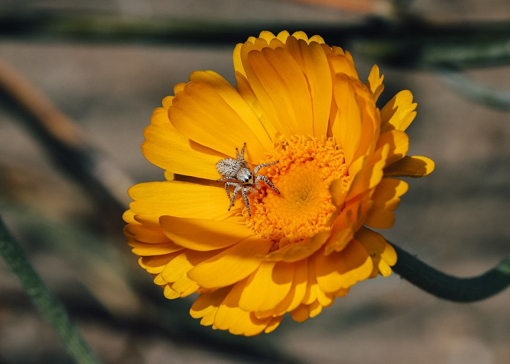 Spider Control service in Rowlett, TX